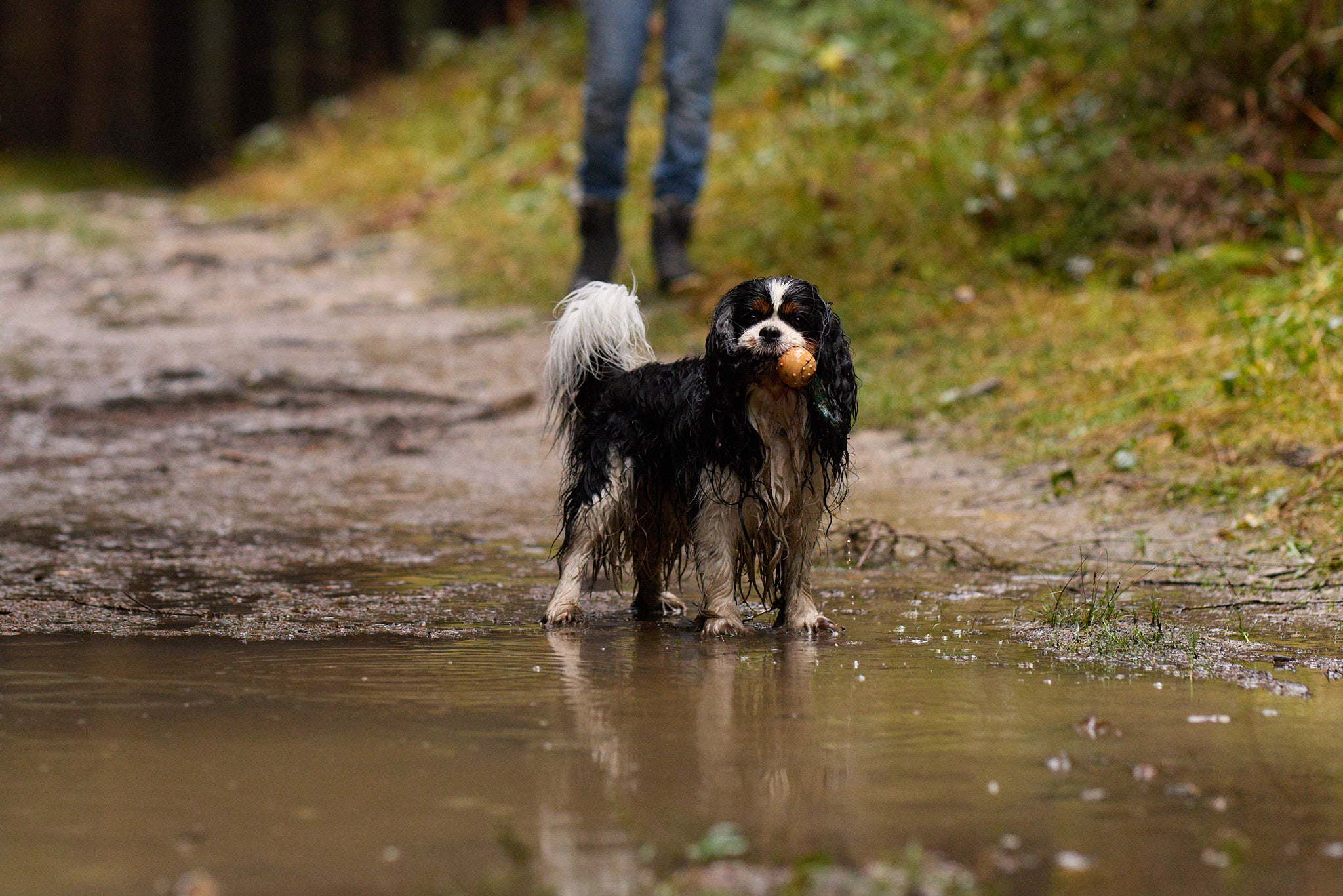Hundefotografie Martin Hirtreiter
