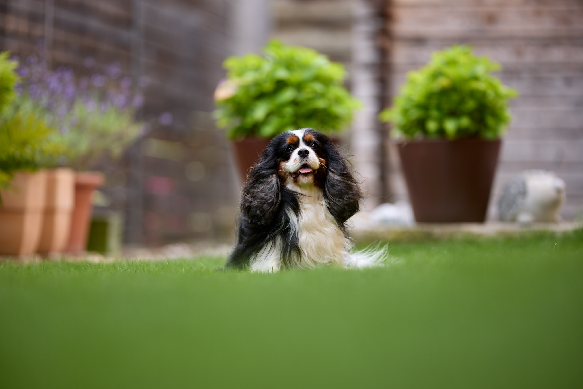 Hundefotografie Martin Hirtreiter
