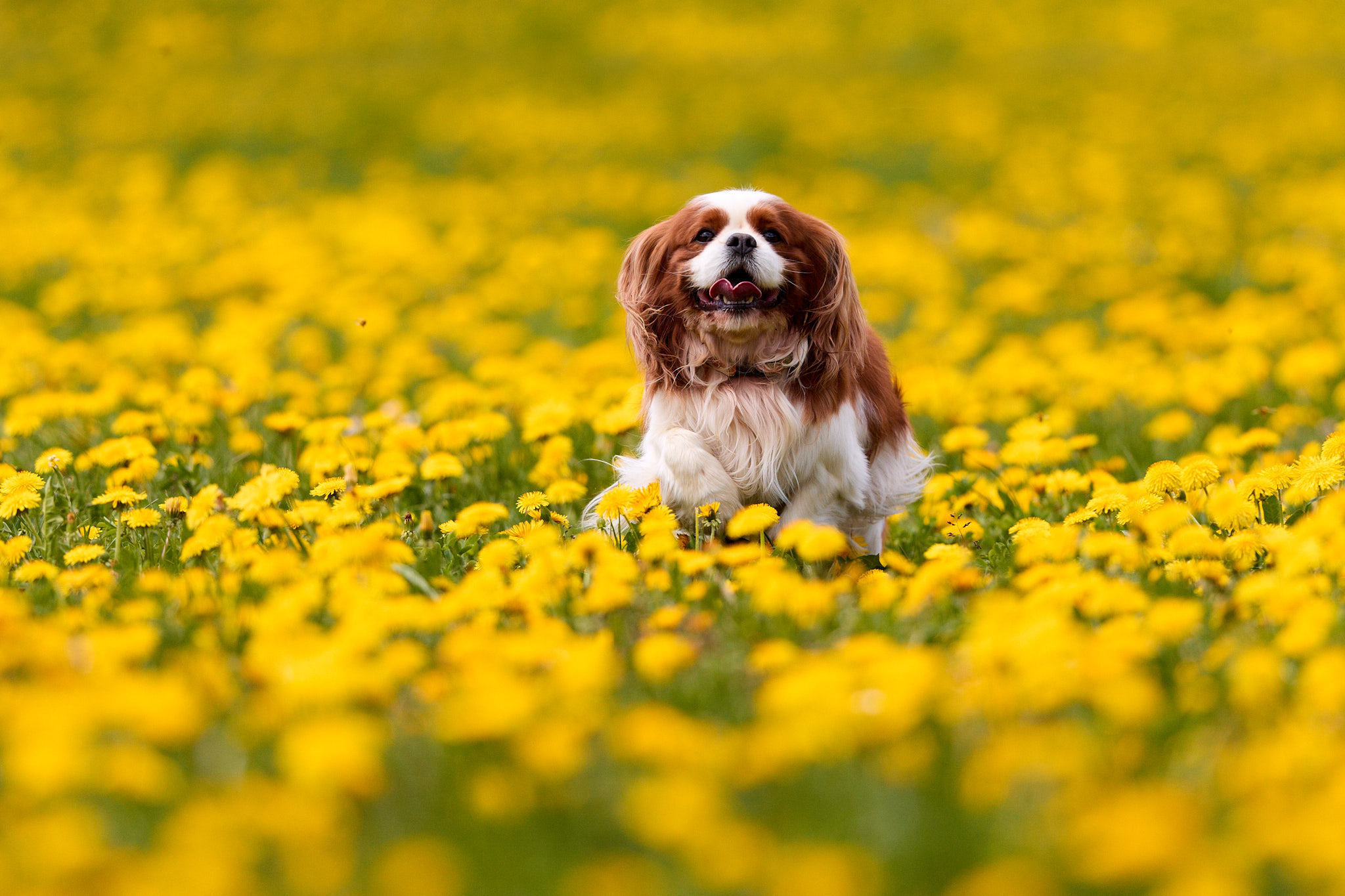 Hundefotografie Martin Hirtreiter