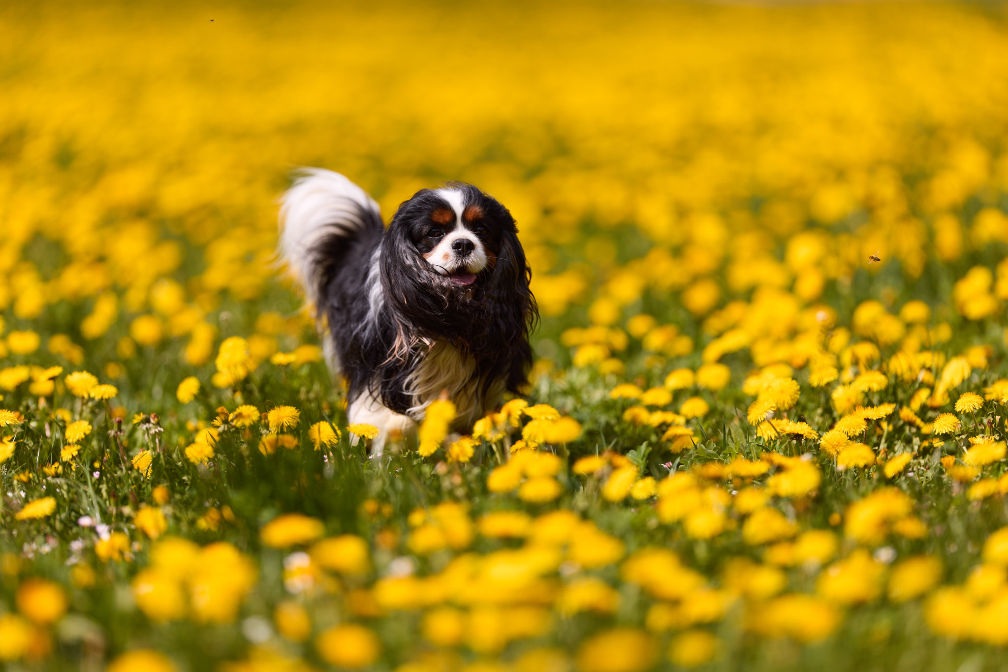 Hundefotografie Martin Hirtreiter