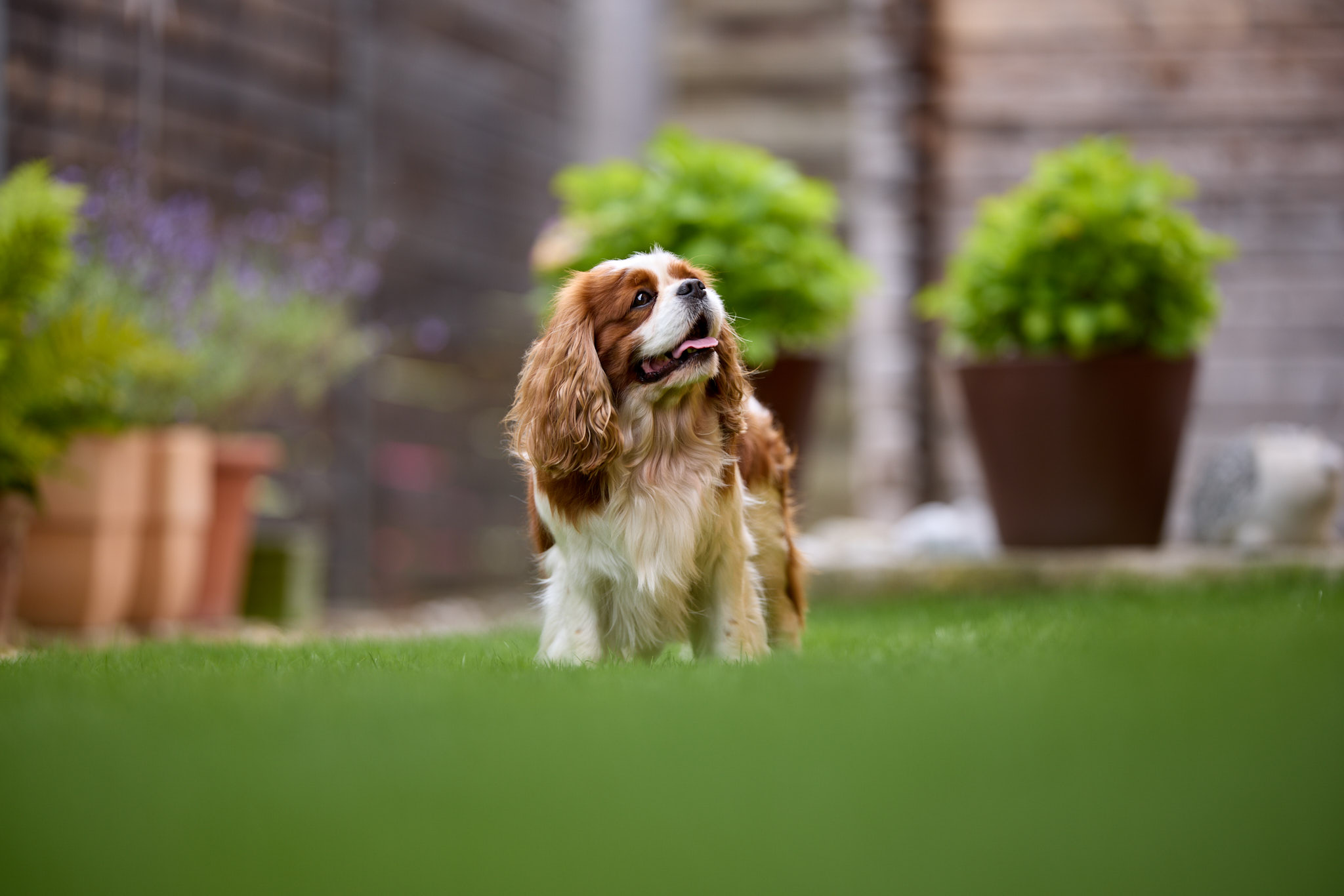 Hundefotografie Martin Hirtreiter