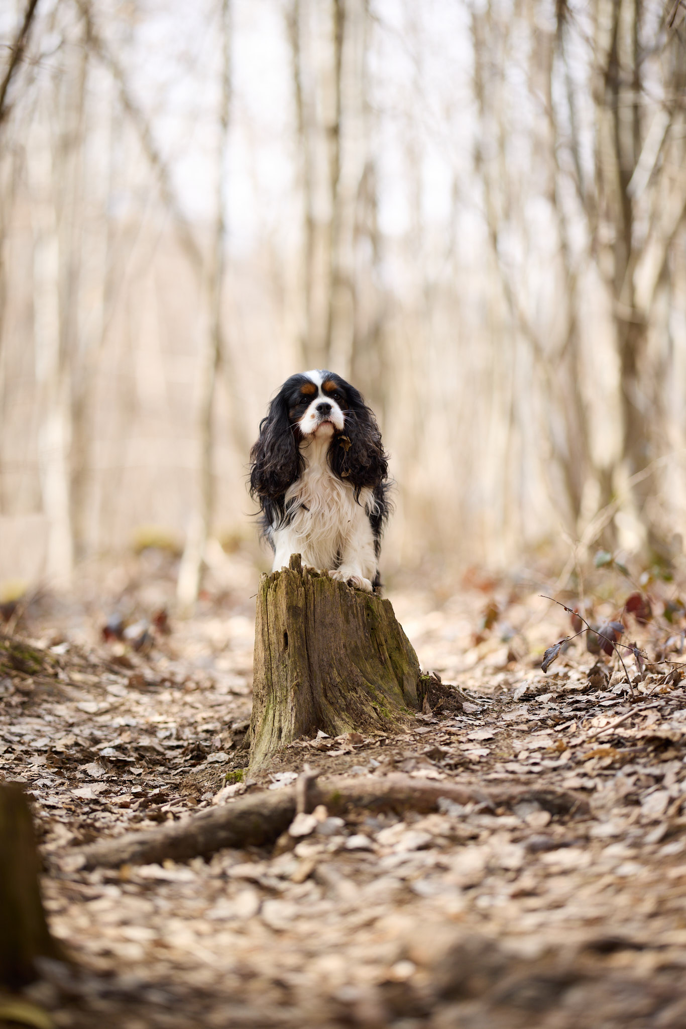 Hundefotografie Martin Hirtreiter