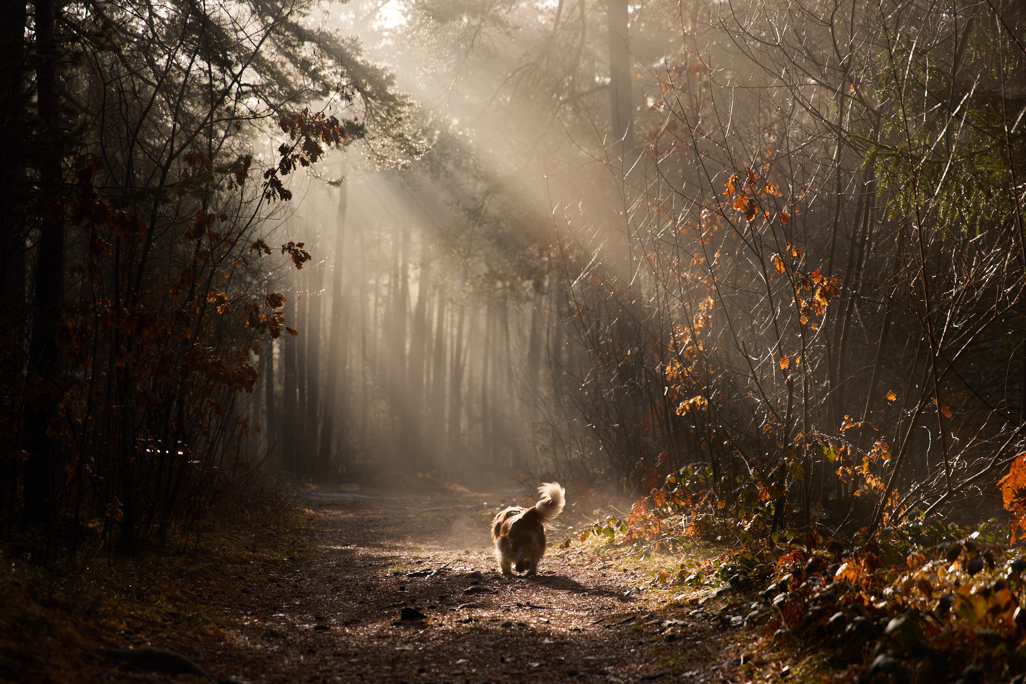 Hundefotografie Martin Hirtreiter