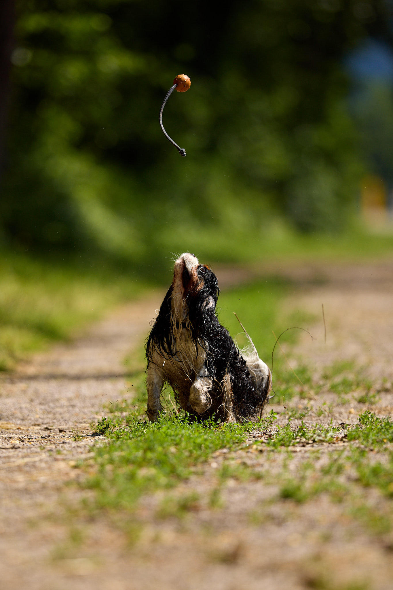 Hundefotografie Martin Hirtreiter