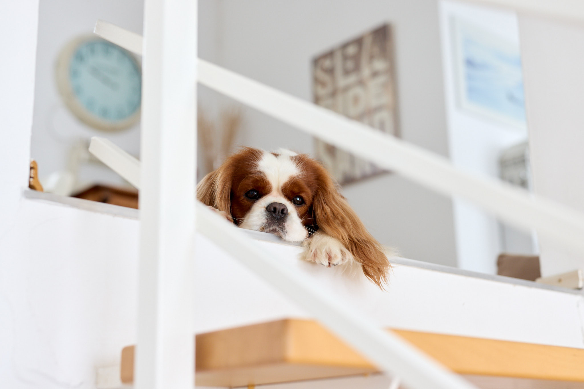 Hundefotografie Martin Hirtreiter