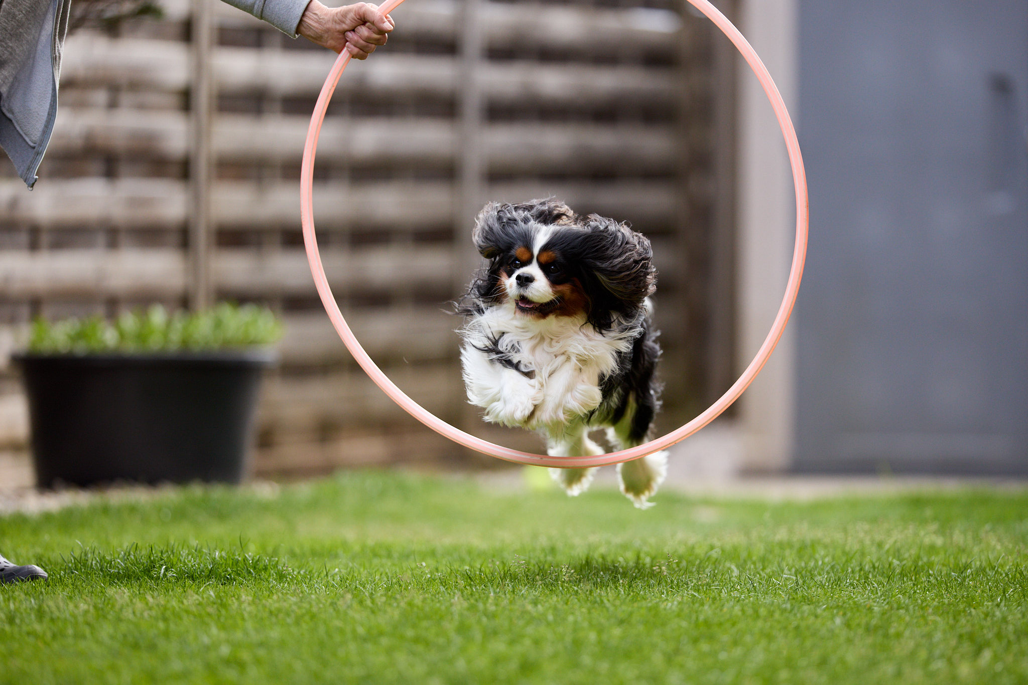 Hundefotografie Martin Hirtreiter