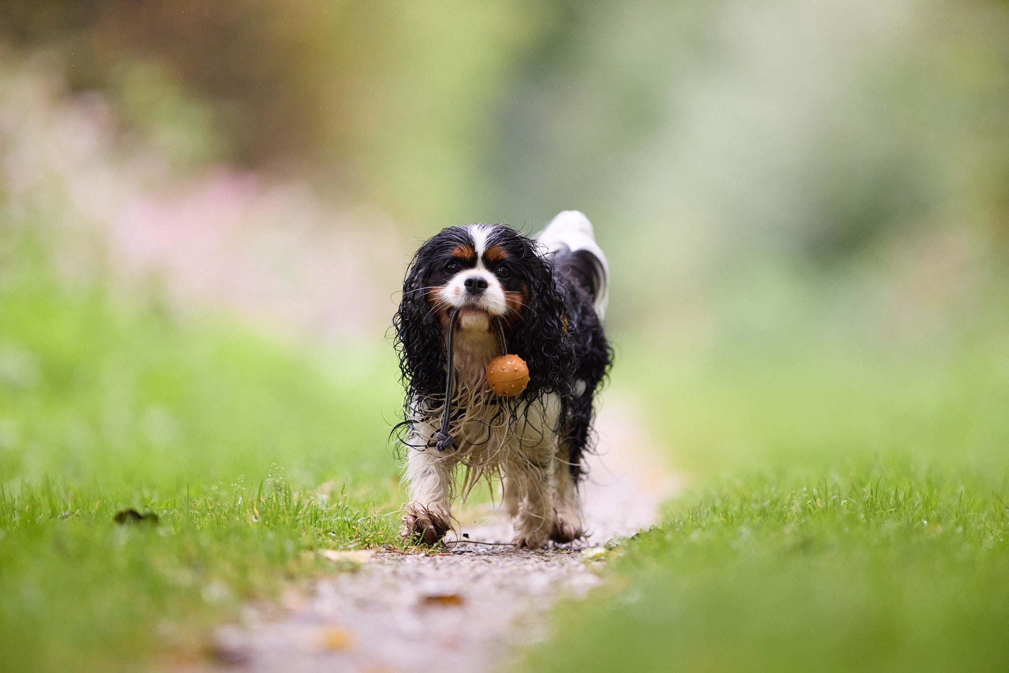 Hundefotografie Martin Hirtreiter
