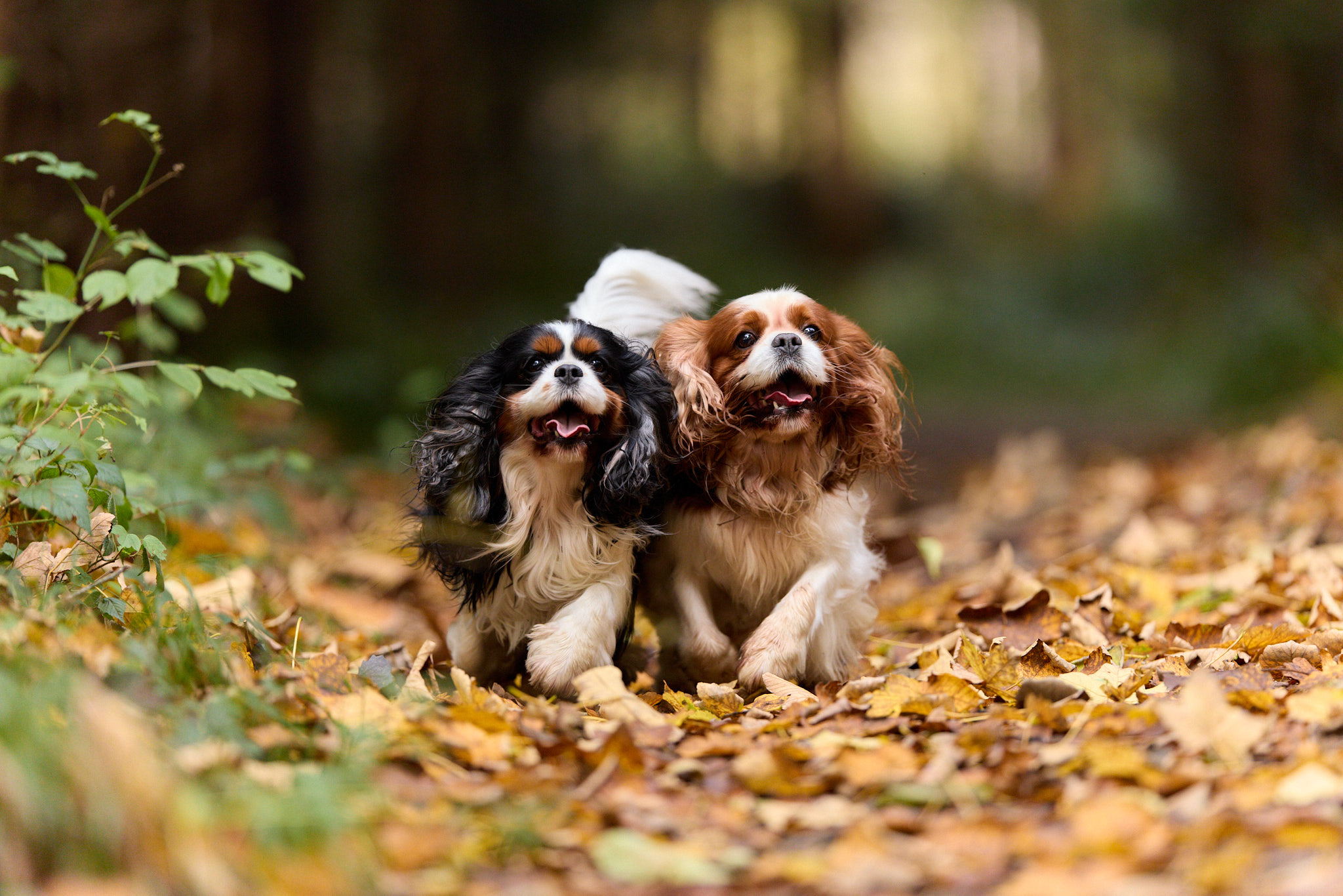 Hundefotografie Martin Hirtreiter