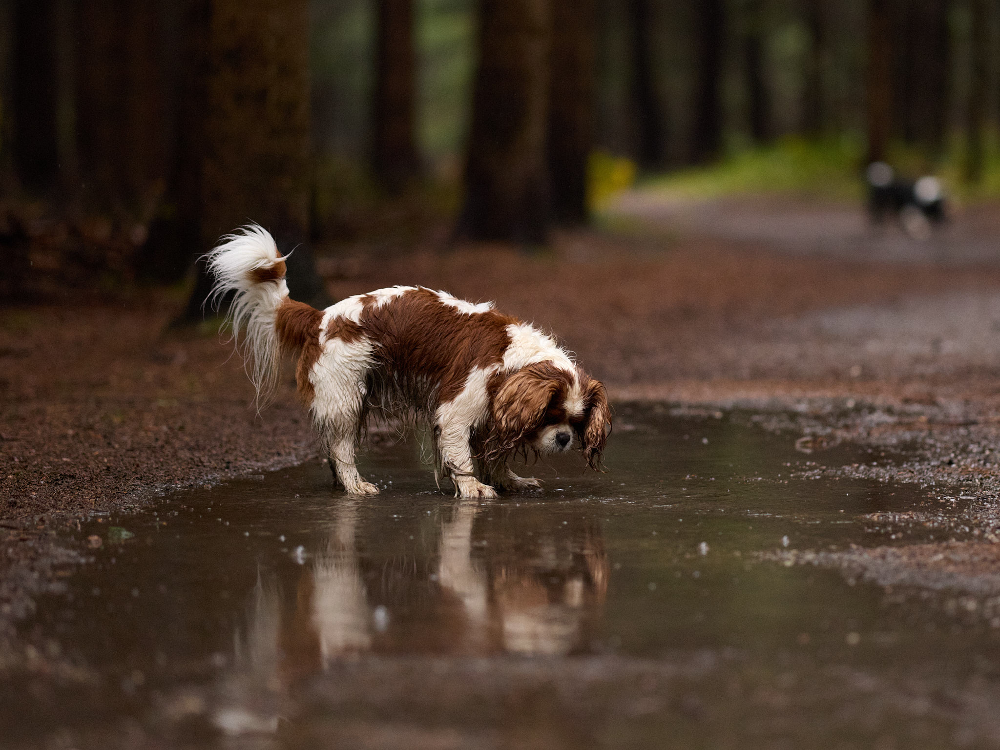 Hundefotografie Martin Hirtreiter