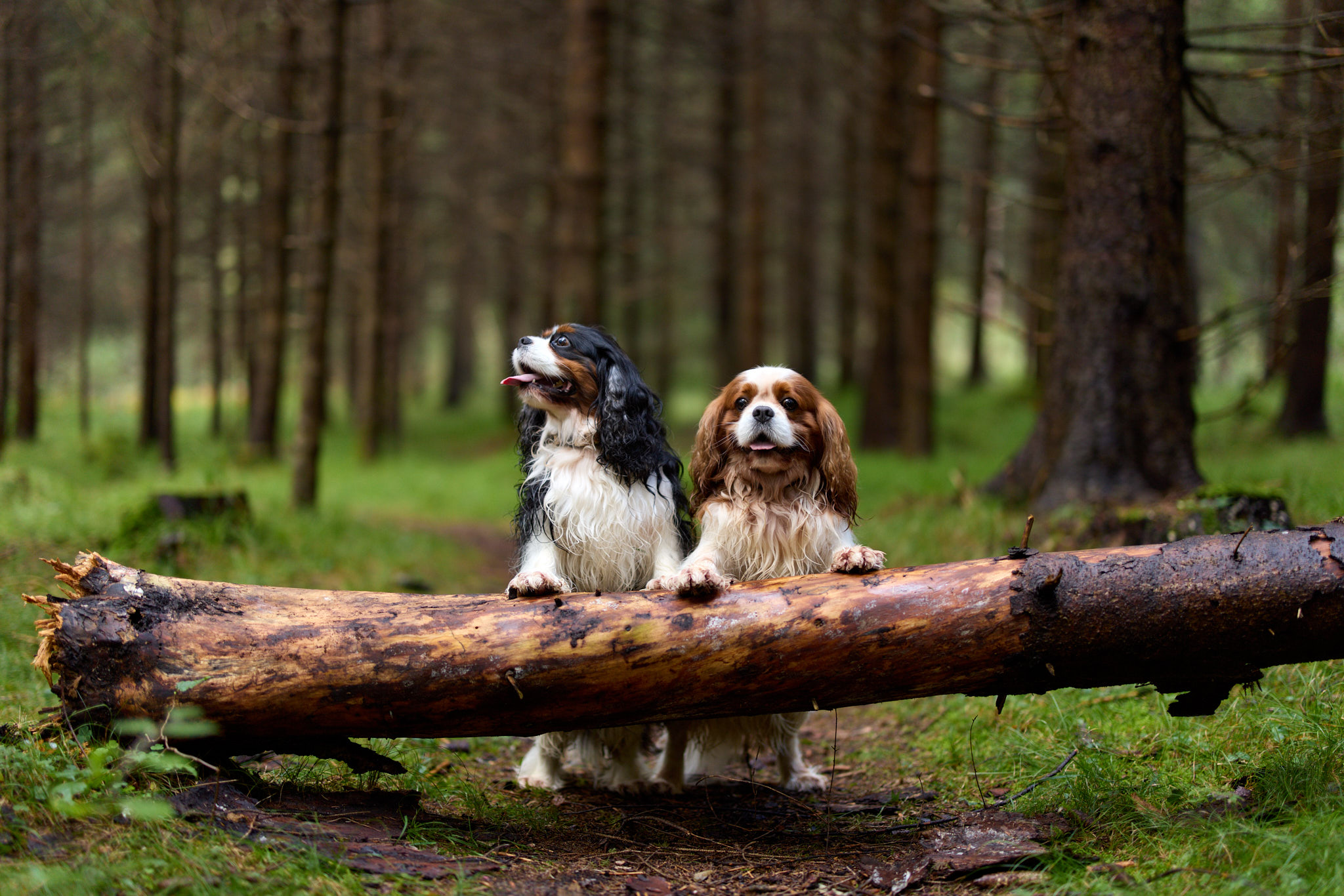 Hundefotografie Martin Hirtreiter