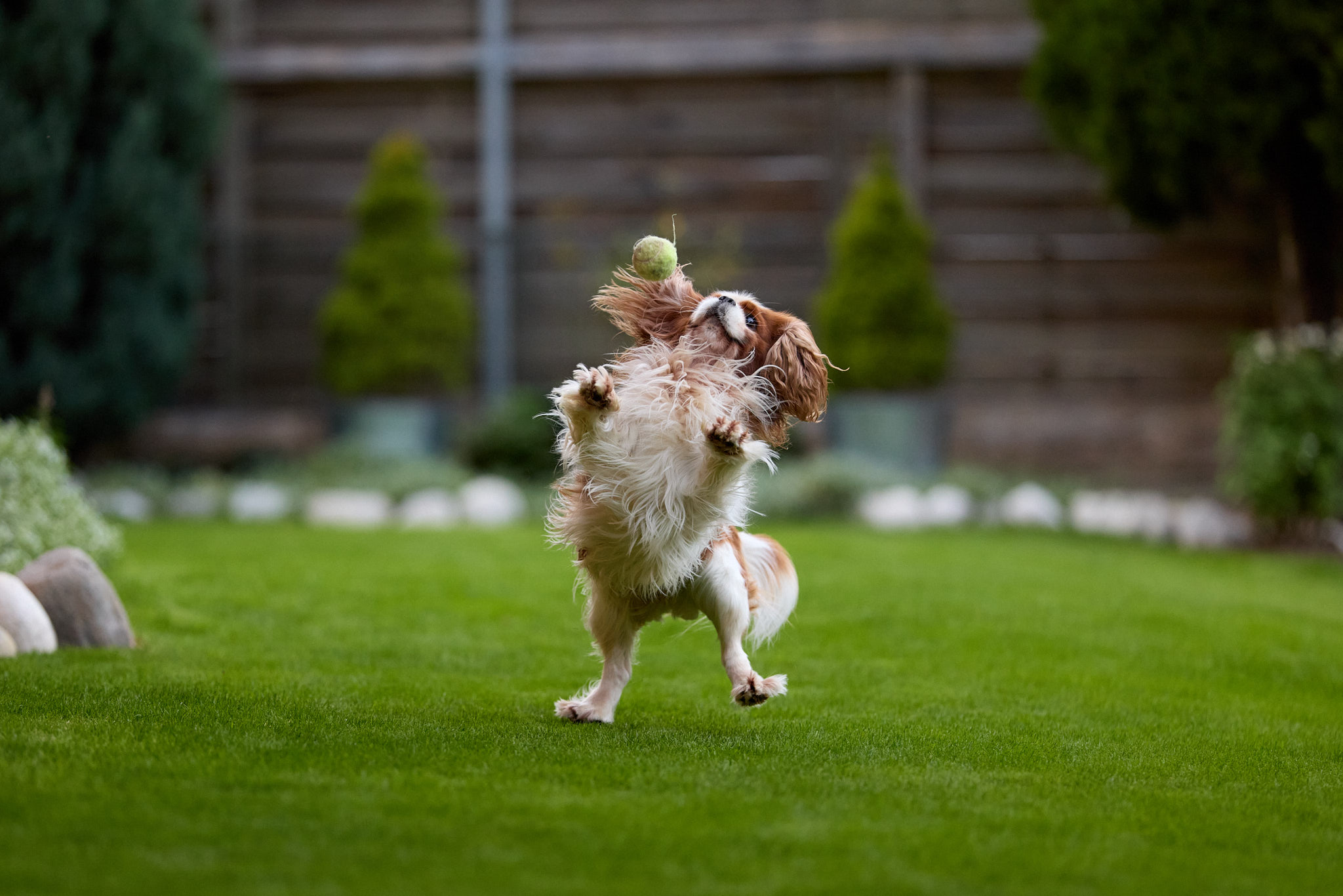 Hundefotografie Martin Hirtreiter