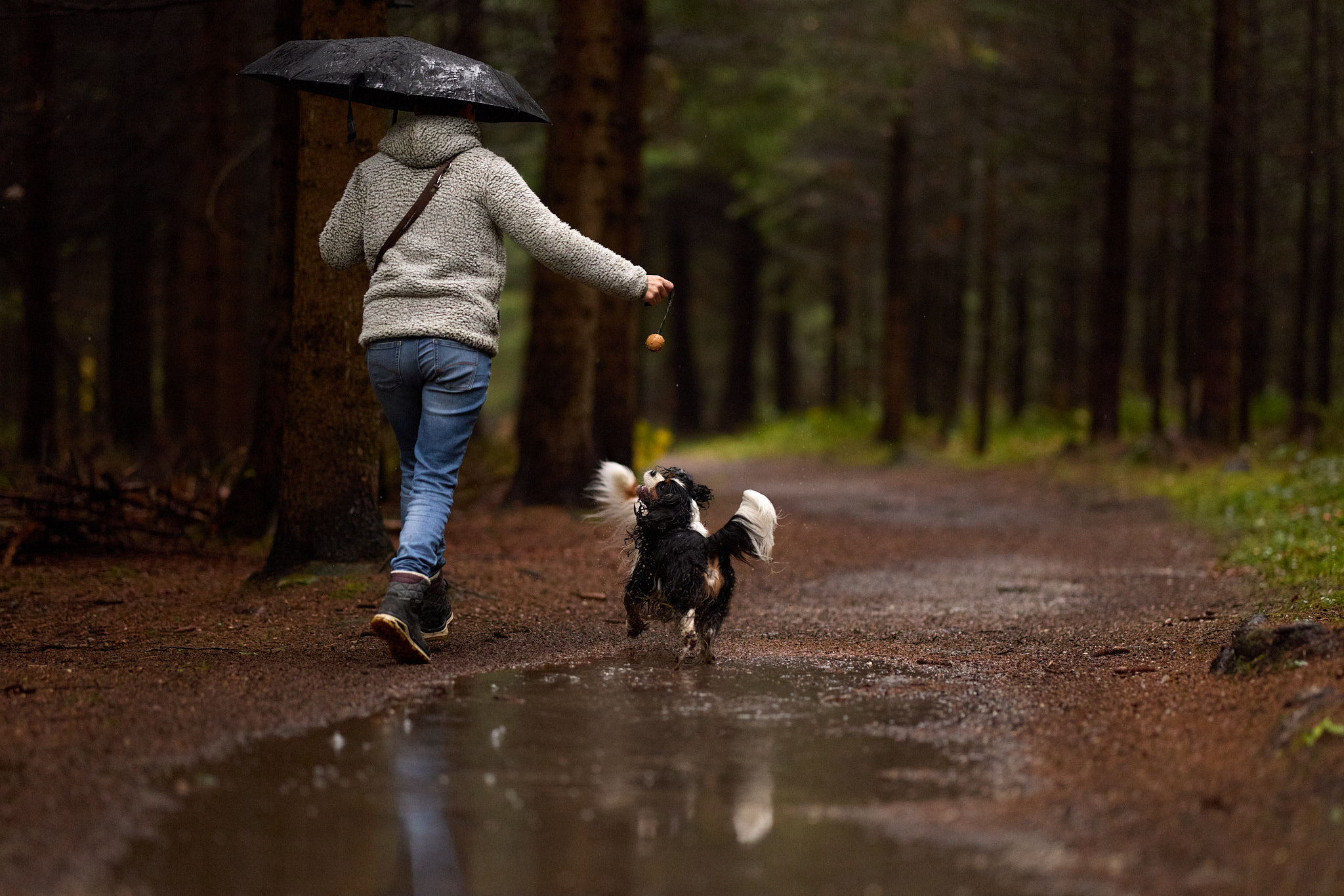 Hundefotografie Martin Hirtreiter